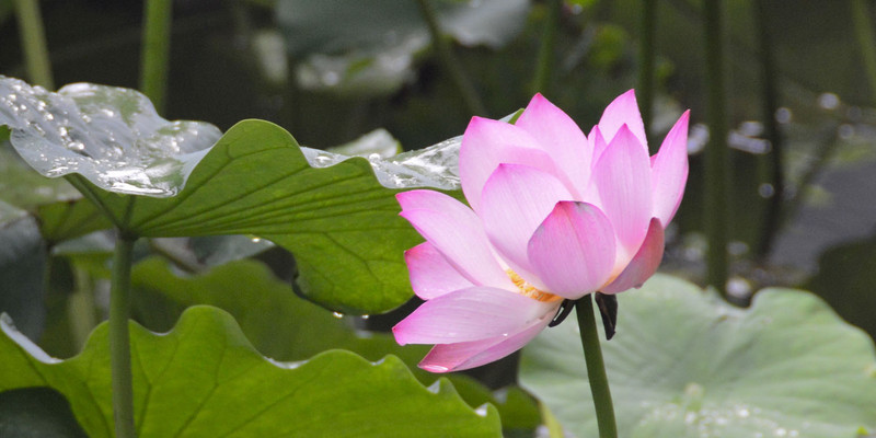 恭王府