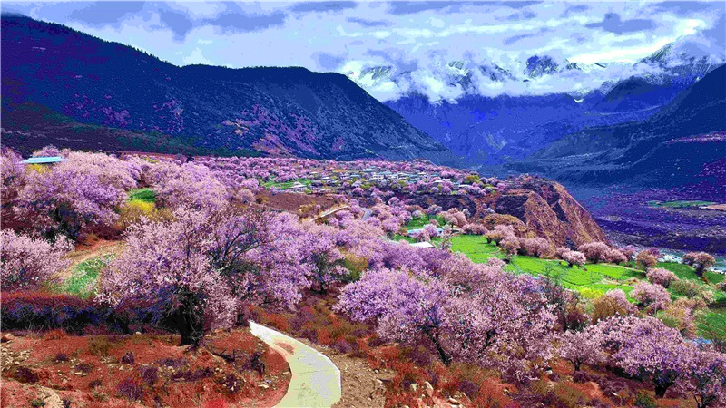 林芝