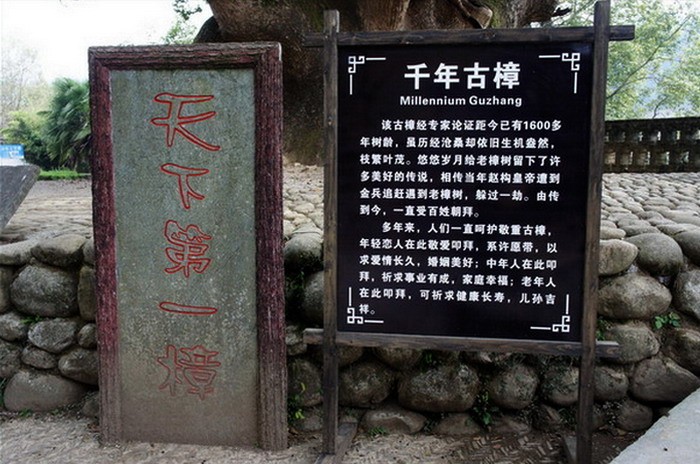 千年古樟
