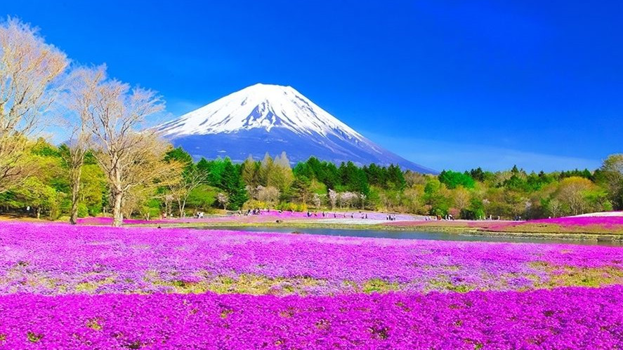 富士山芝樱名所0_副本000
